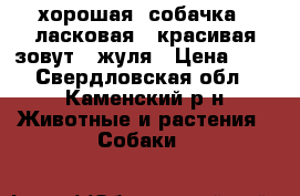 хорошая, собачка,  ласковая   красивая зовут   жуля › Цена ­ 1 - Свердловская обл., Каменский р-н Животные и растения » Собаки   